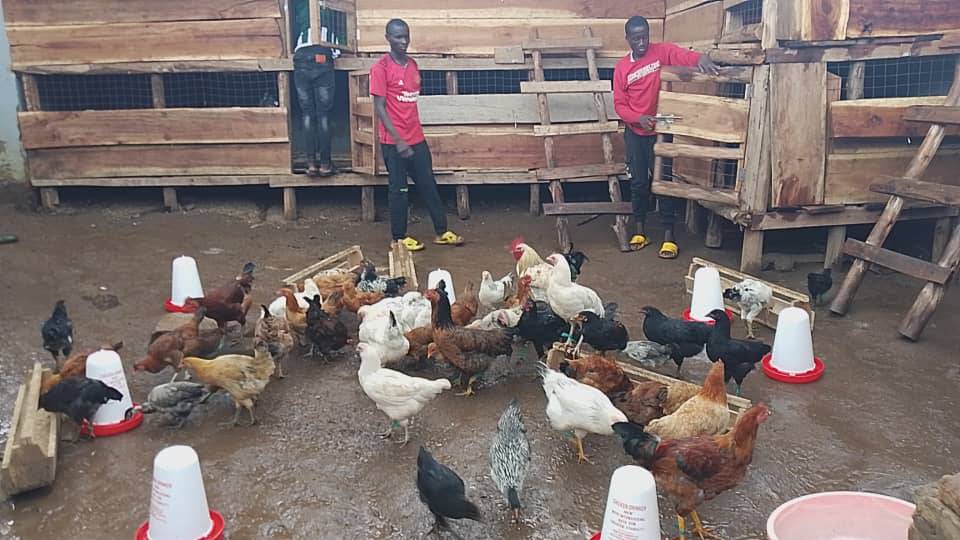 Revised Proposal for a 200-Bird Poultry Farm Setup for Egg ProductionSupporting the Daily Nutrition Needs for Orphans